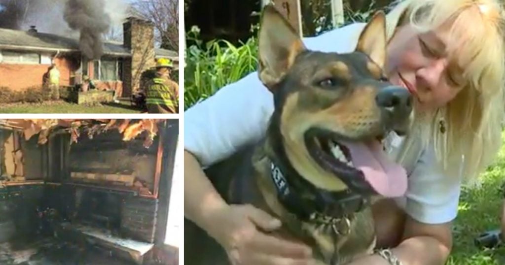 godupdates rescue dog managed to drag his owner out of house fire fb
