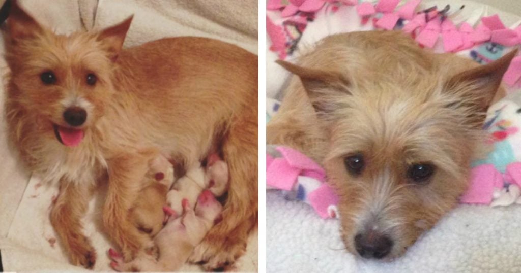godupdates shelter dog blossom adopts abandoned puppies after her litter dies fb