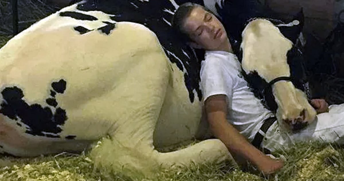 godupdates viral photo of 15-year-old boy snuggled up with his cow at iowa state fair fb