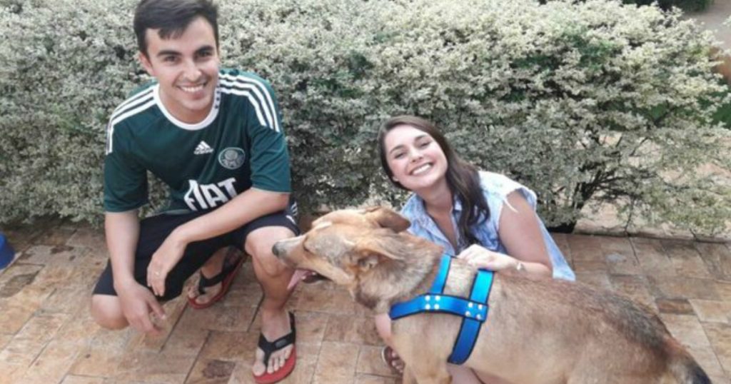 godupdates stray dog wandered into the wedding and found forever home 3