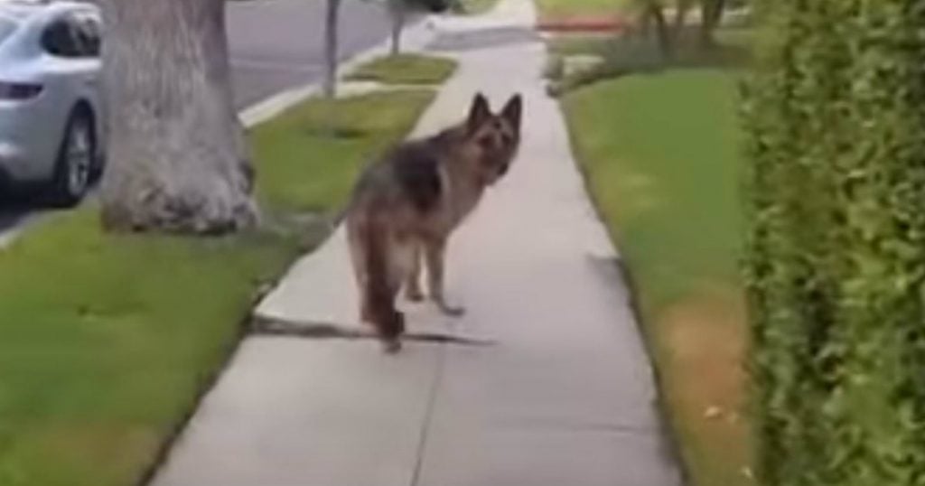 loyal dog freezes on sidewalk_ godupdates