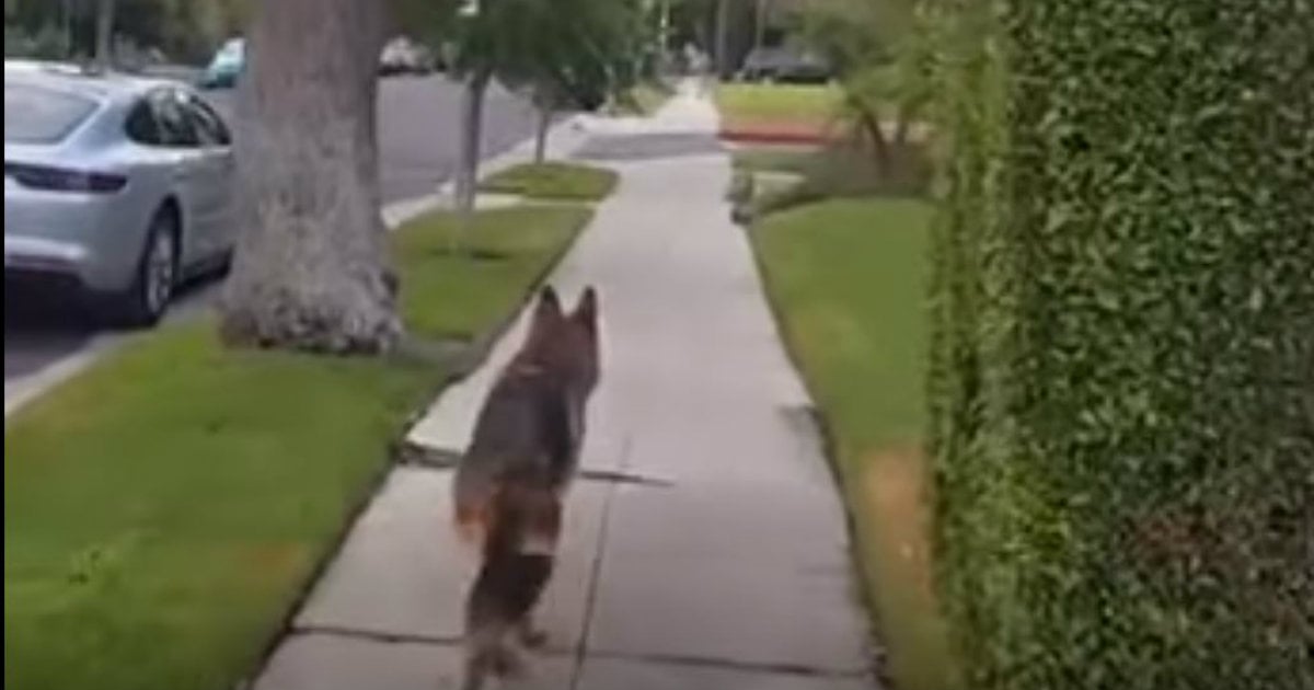 loyal dog freezes on sidewalk_ godupdates