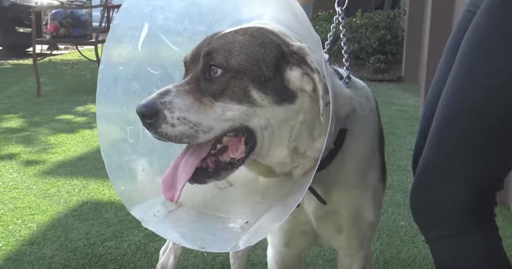 Dog Stranded Rescued By Hope For Paws