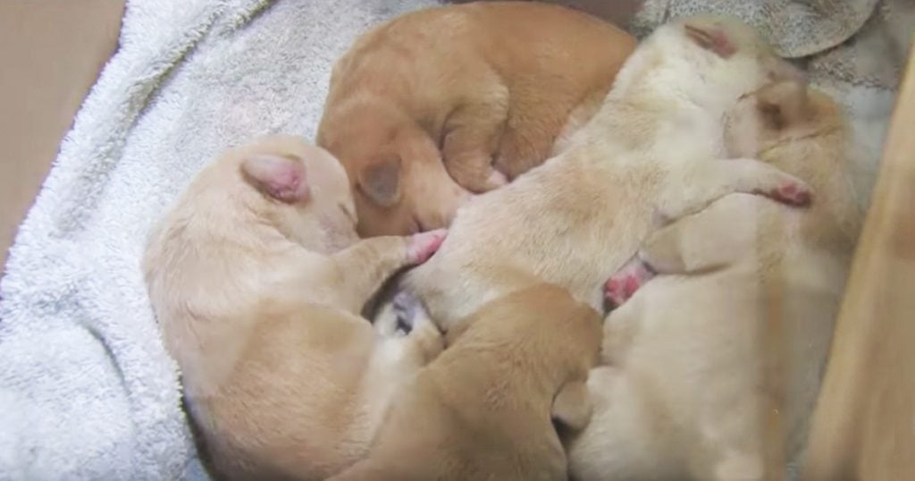 Six Puppies Rescued From A Potato Sack In A River
