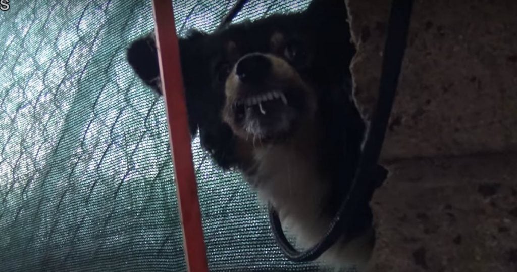 godupdates animal rescue team returns stolen puppies