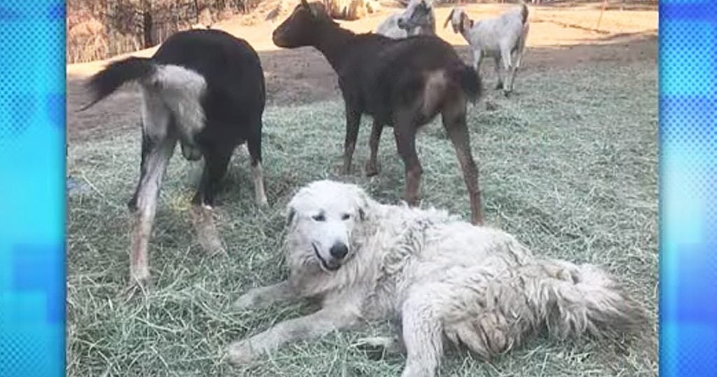Odin The Dog Survives Wildfire And Saves Goats