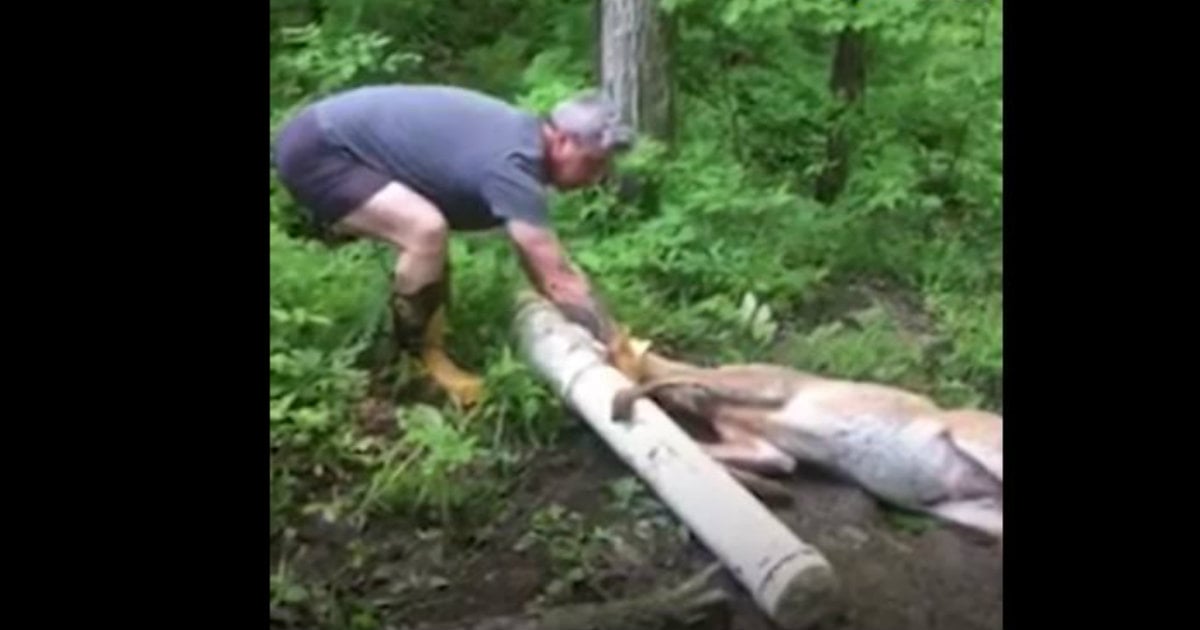godupdates couple rescued a deer