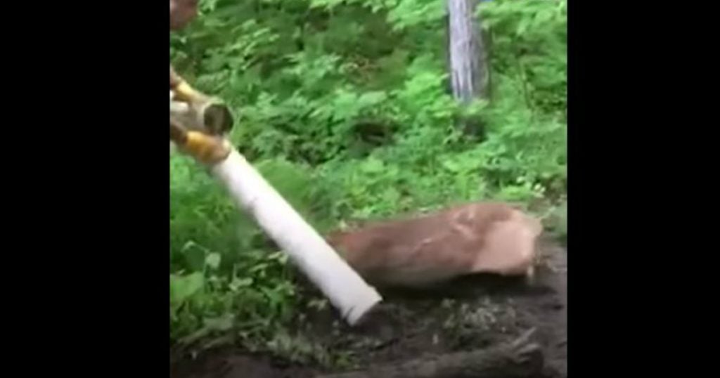 godupdates couple rescued a deer