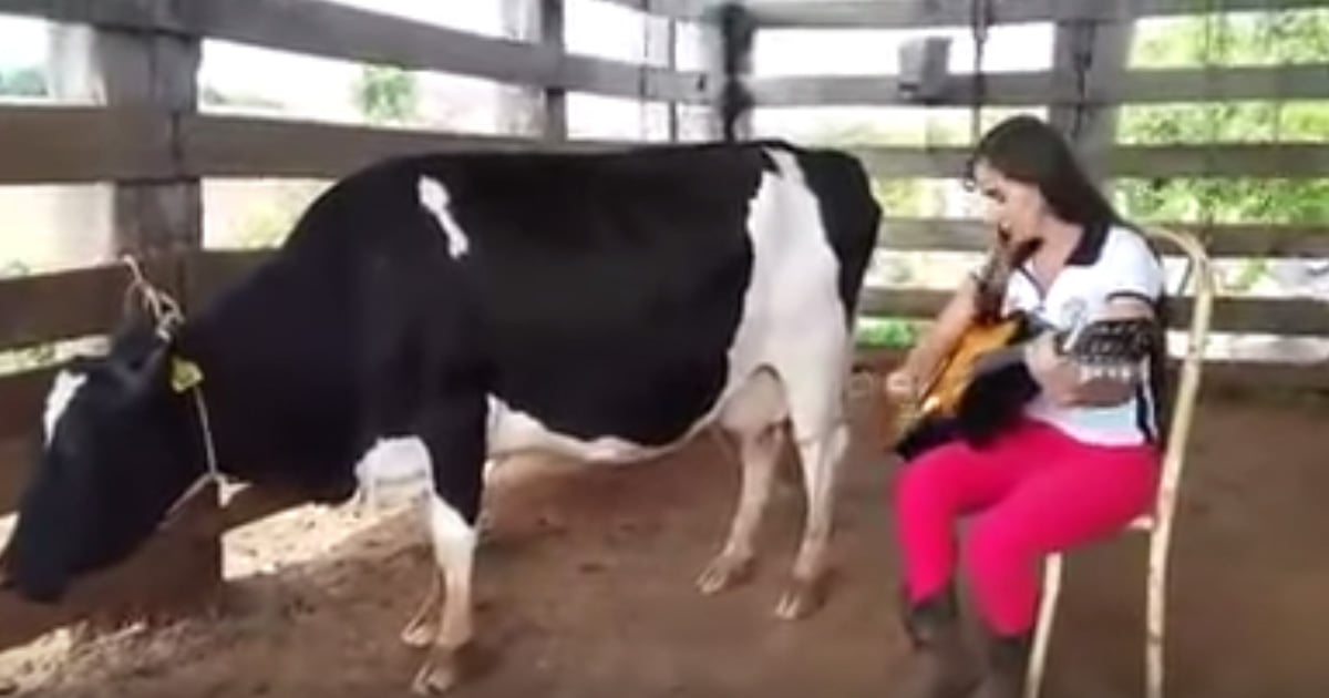 Farmer Milks Cow By Playing The Guitar