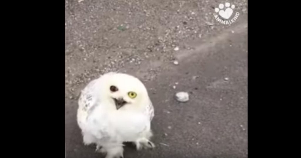 Owl Rescued After Being Hit By A Car