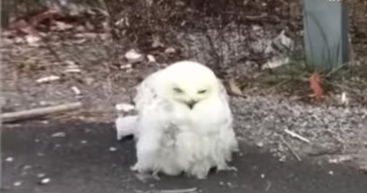 Owl Rescued After Being Hit By A Car