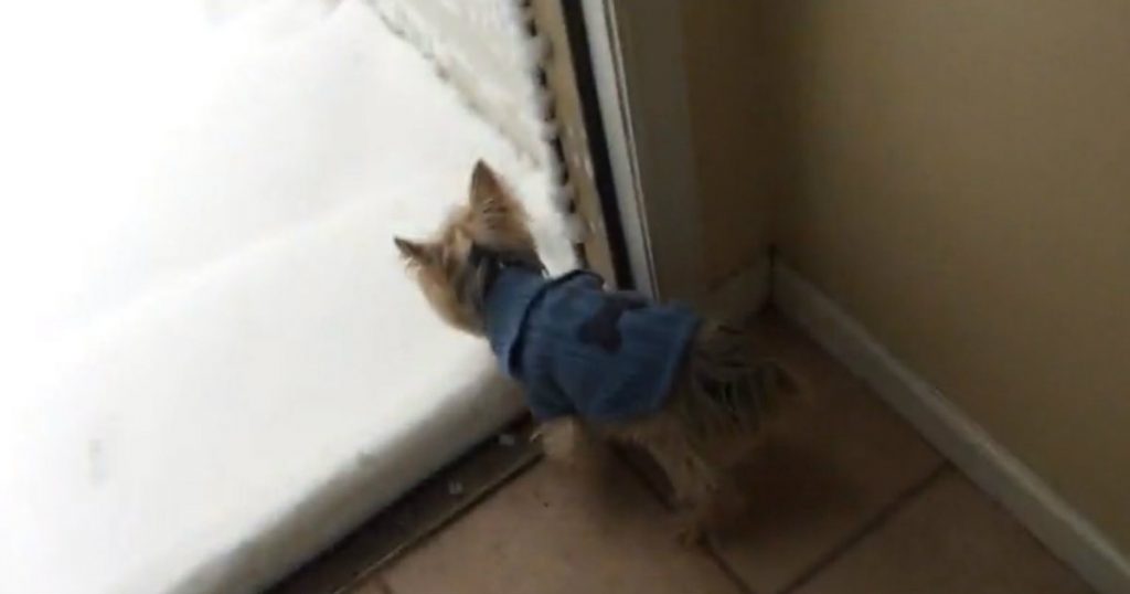 godupdates adorable yorkies first snow day