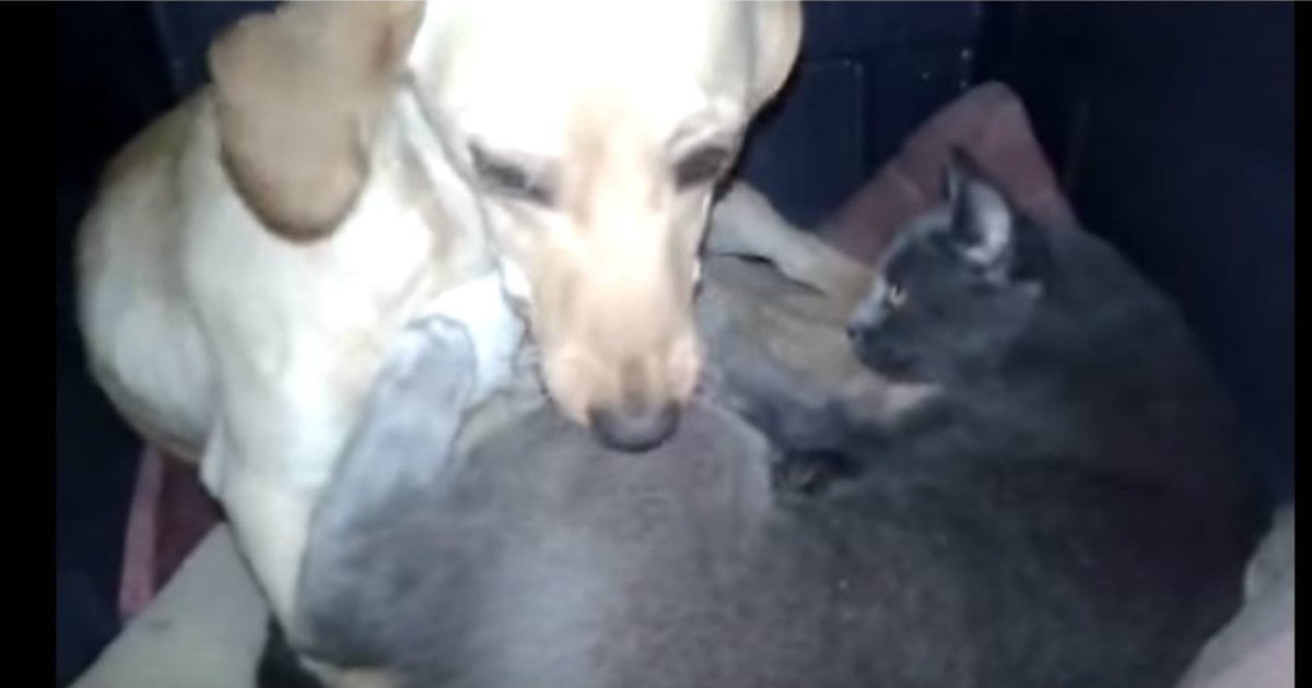 godupdates dog shares shelter with momma cat