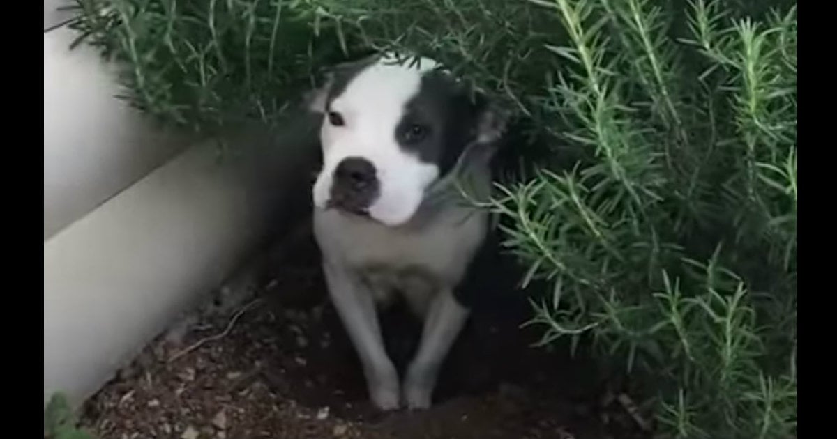 godupdates pregnant pitbull found