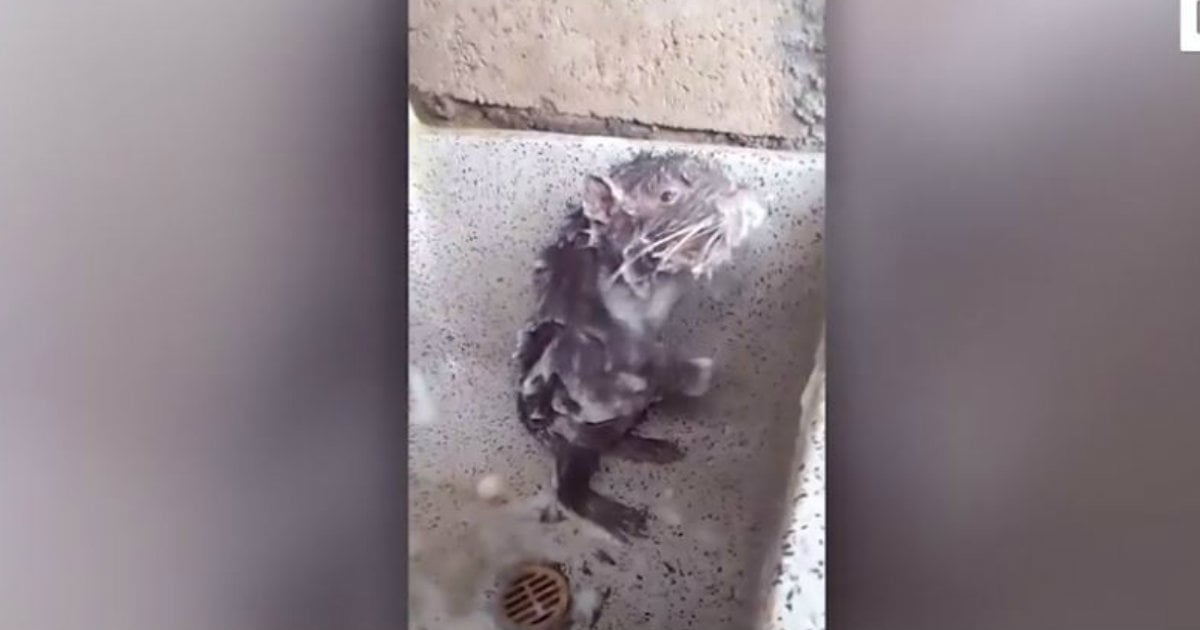 godupdates rat showering like humans