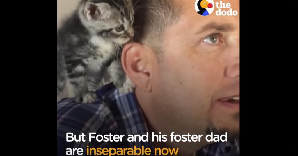 Dog Person Falls In Love With Tiny Foster Kitten