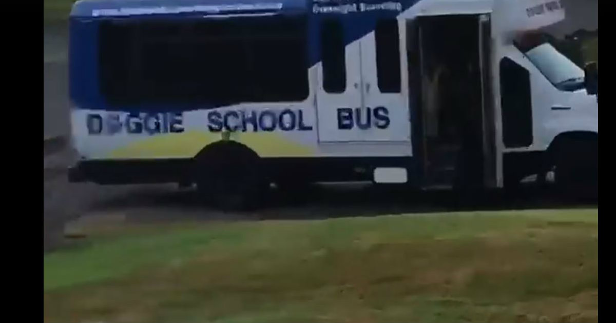 godupdates doggie school bus