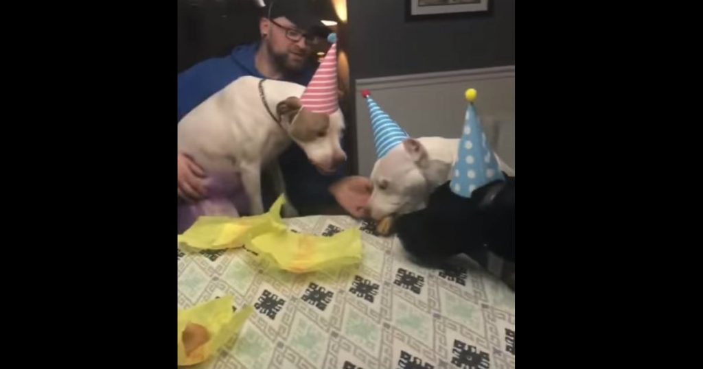 godupdates doggy birthday party