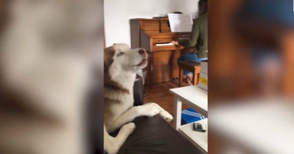 godupdates dog sings with piano