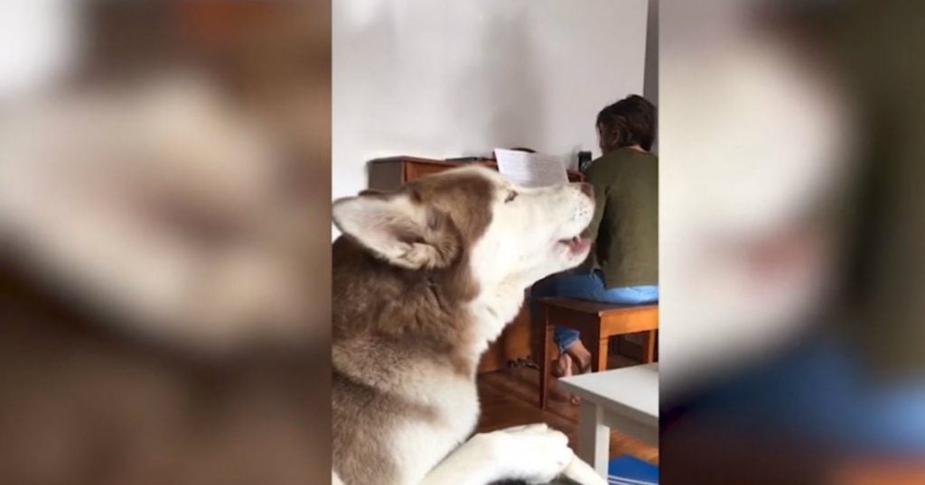 godupdates dog sings with piano
