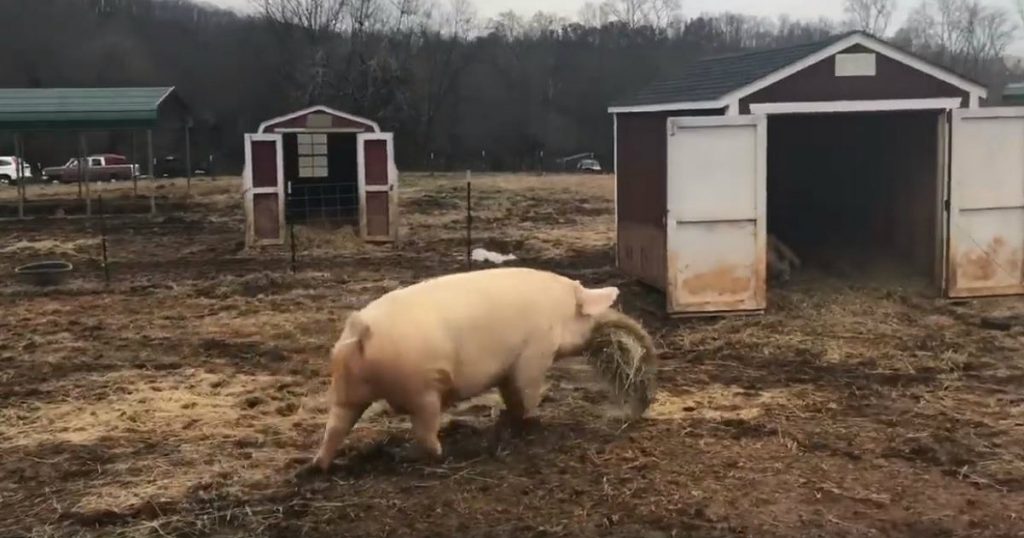 godupdates pig sharing food
