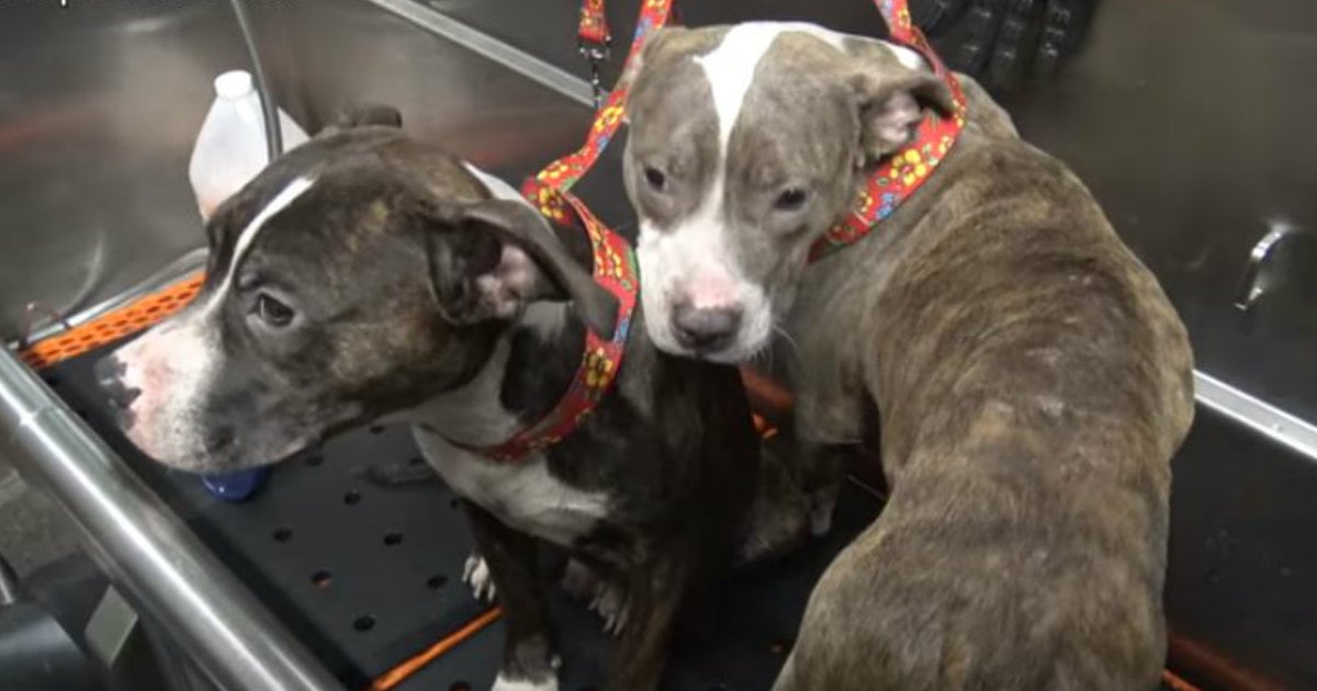 godupdates two pit bull brothers