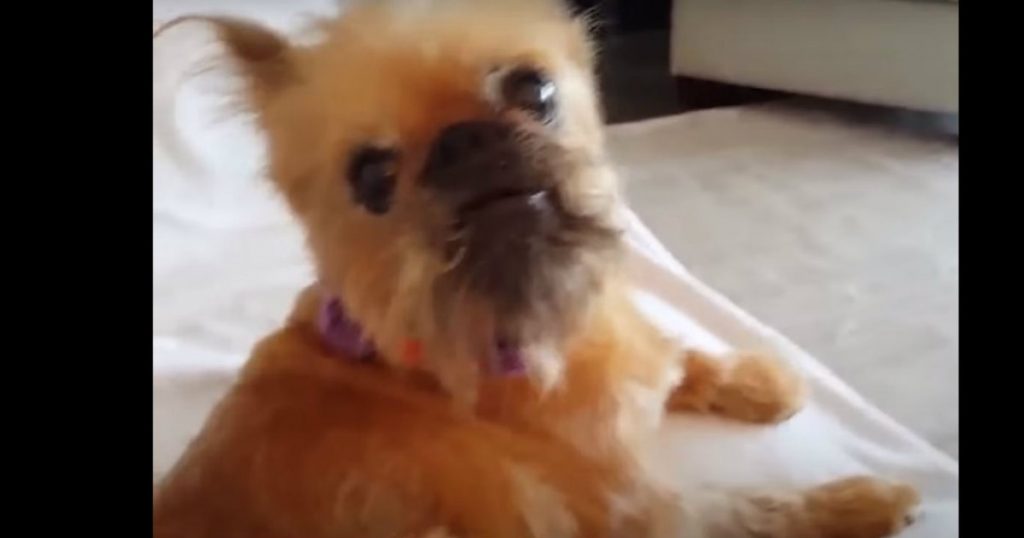 godupdates ugliest rescue dog