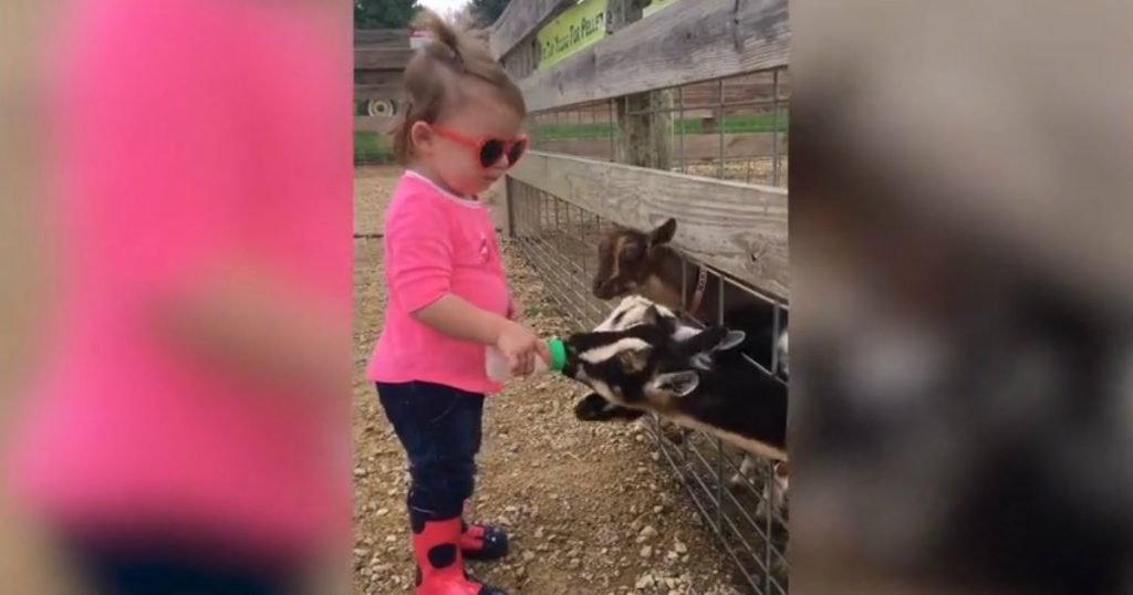 godupdates toddler feeding baby goats