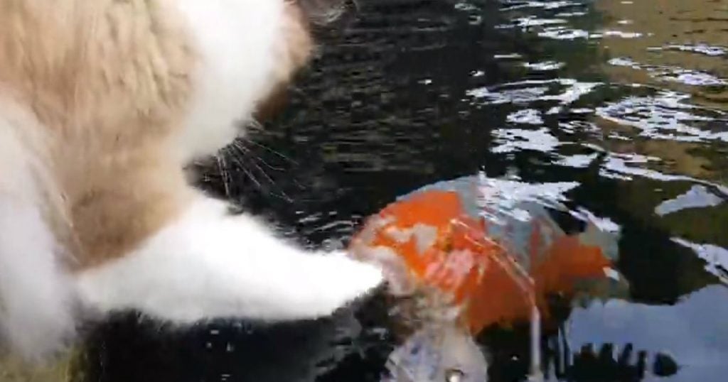 godupdates unlikely friendship cat and fish