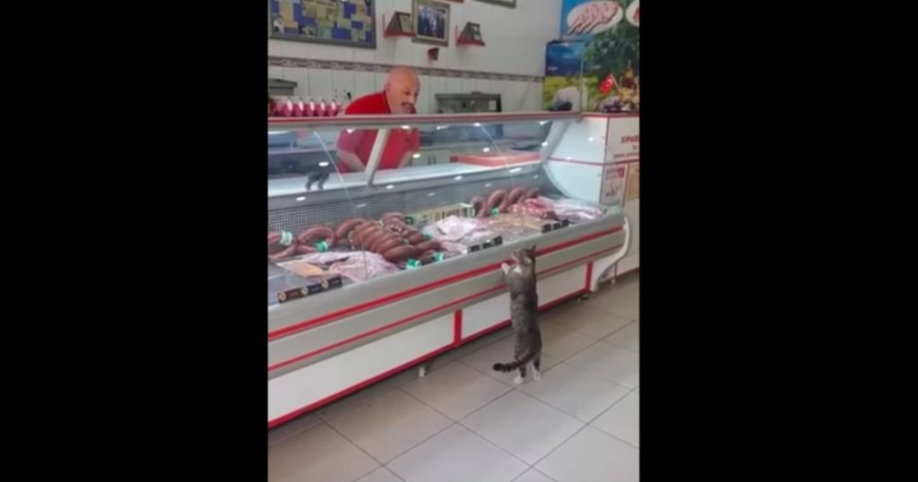 godupdates cat selecting food