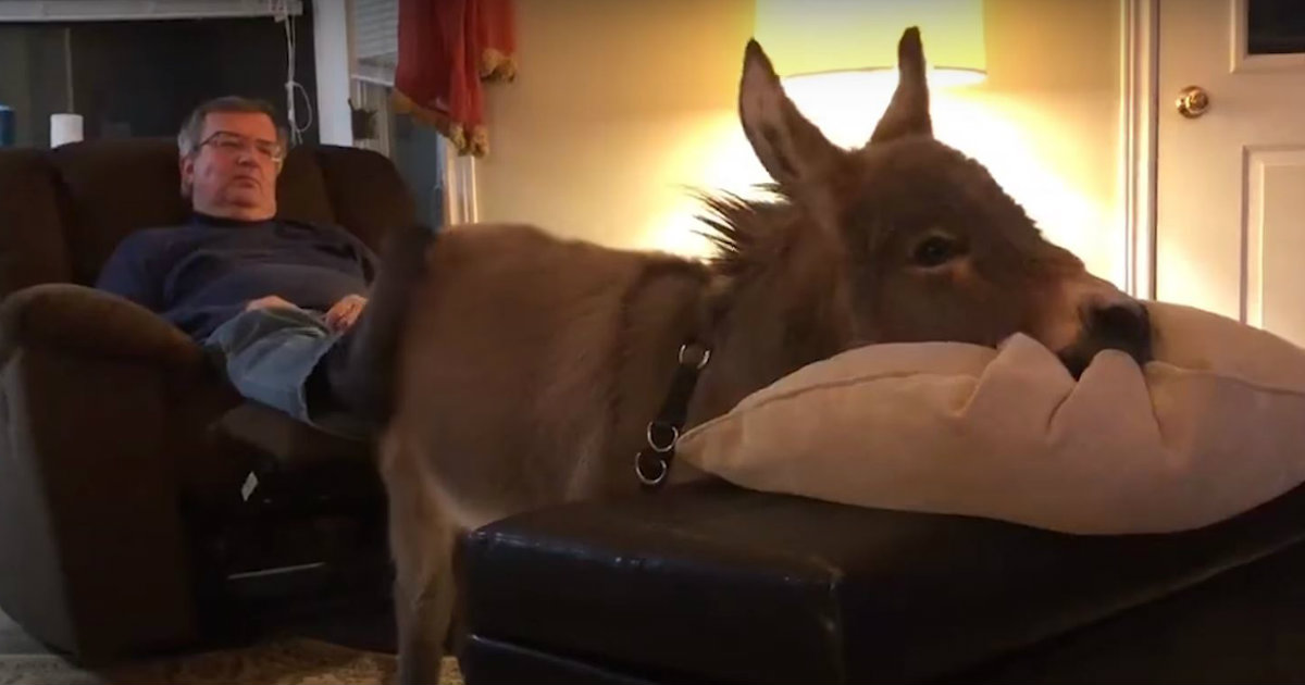 Vred badminton Soaked Adorable Donkey Is Living His Life Just Like He Is A Dog