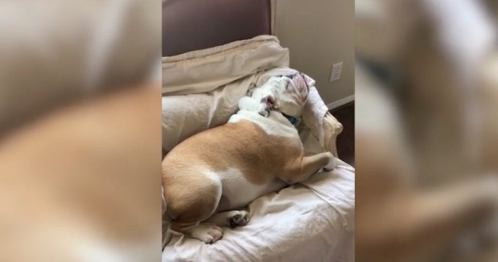 godupdates hilarious dog fakes sleep