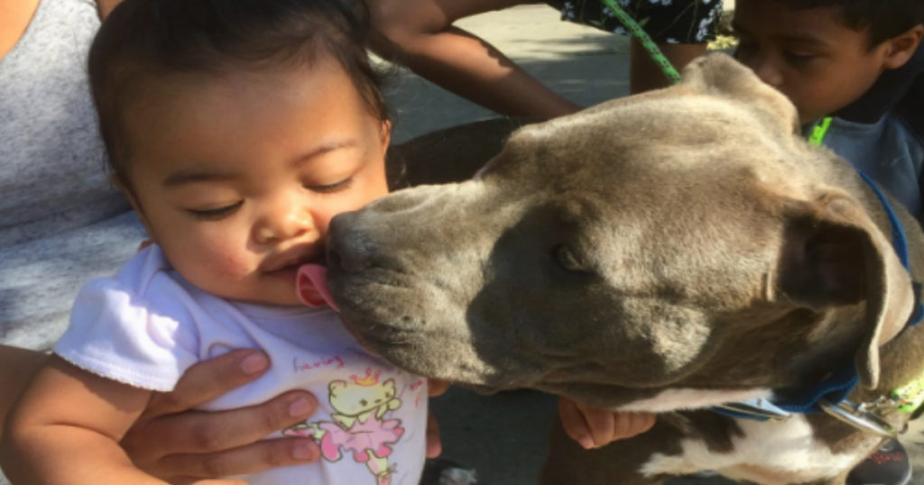 pit bull dragged the baby to safety house fire 1