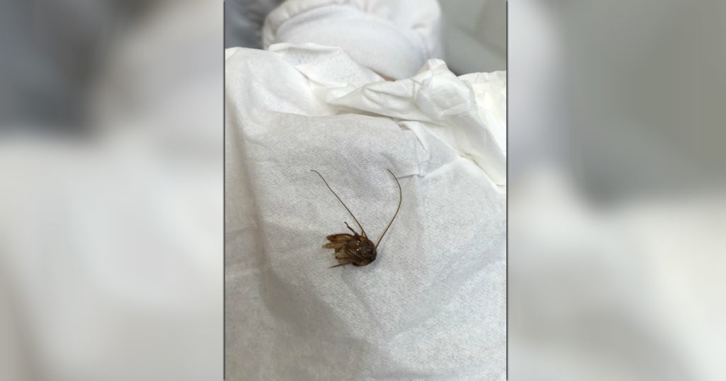 godupdates sleeping woman wakes with cockroach inside her ear 3