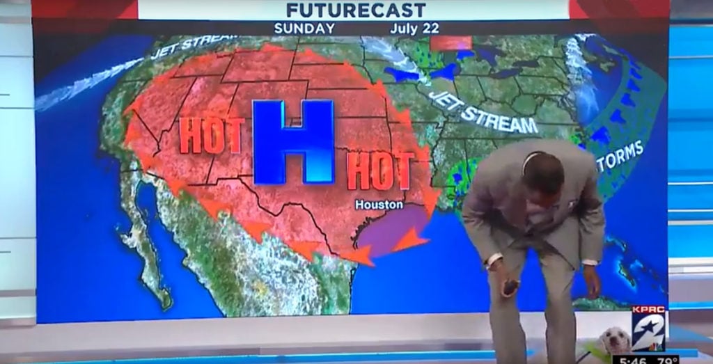dog interrupts a weatherman on live tv