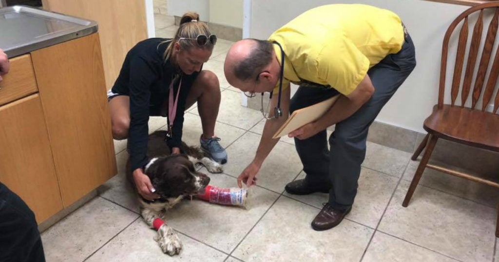 mom carried 55-pound injured dog down mountain 3