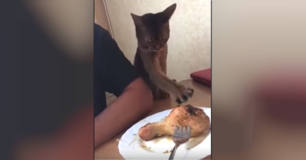 affectionate cat tries stealing a chicken leg 2