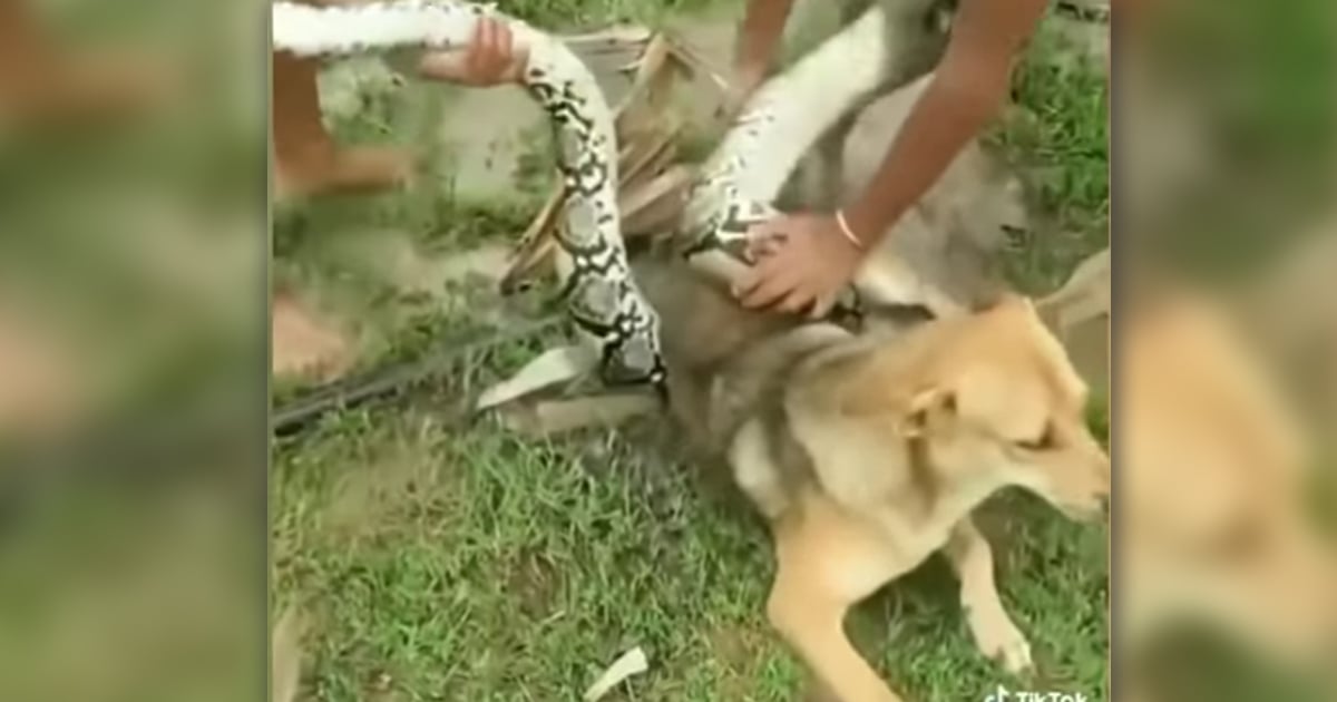 Teens Fight Off Massive Snake Trying To Kill Their Pet Dog