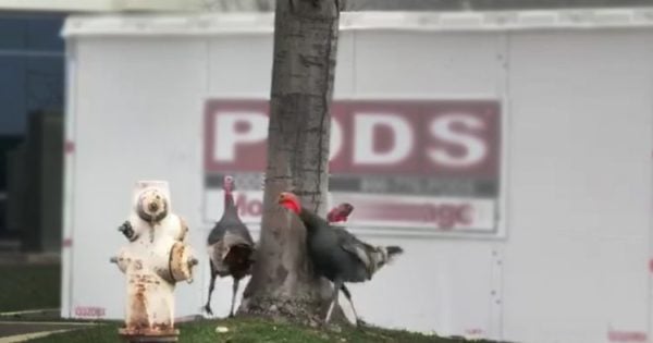 Turkeys Run Around In Circles in a Parking Lot in Bizarre Viral Video