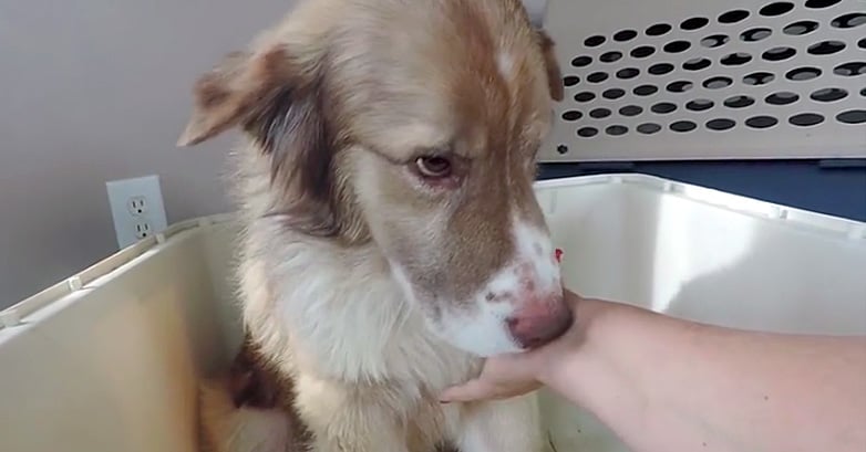 rescued dog learns to trust human touch bernard
