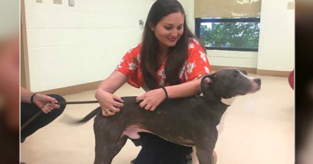 caged pit bull left to drown rescued jennier vaz