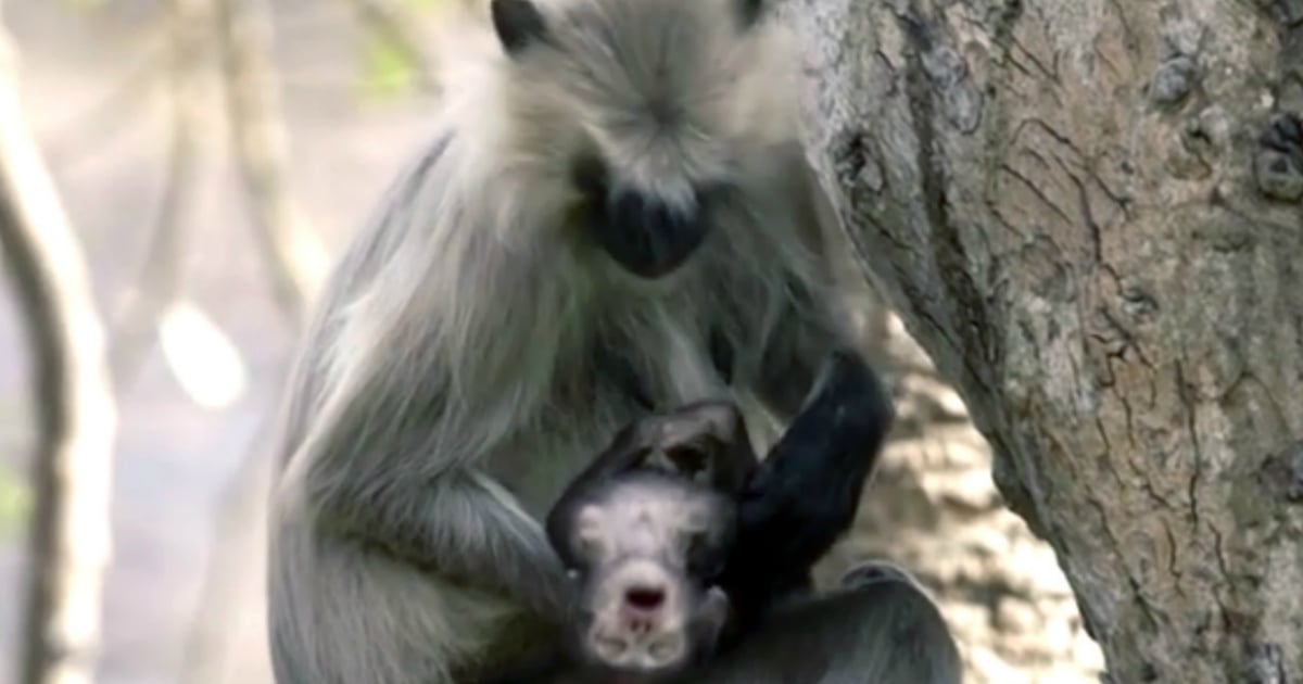 mother monkey grieves dying infant monkey