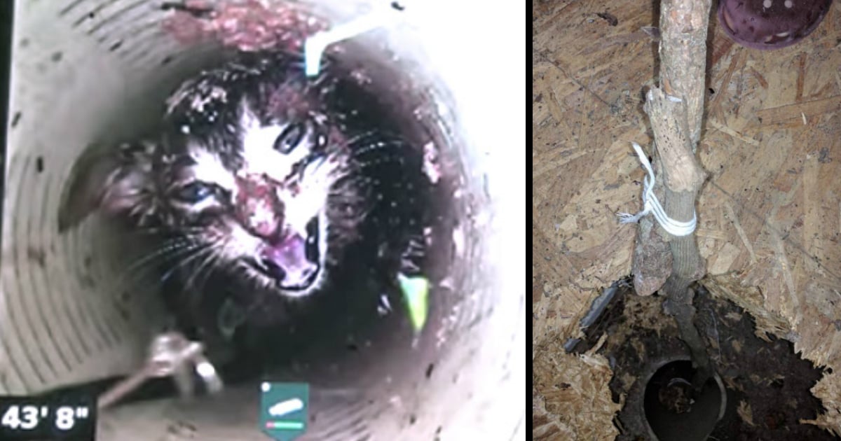 kitten fell 43 feet down in a well pipe