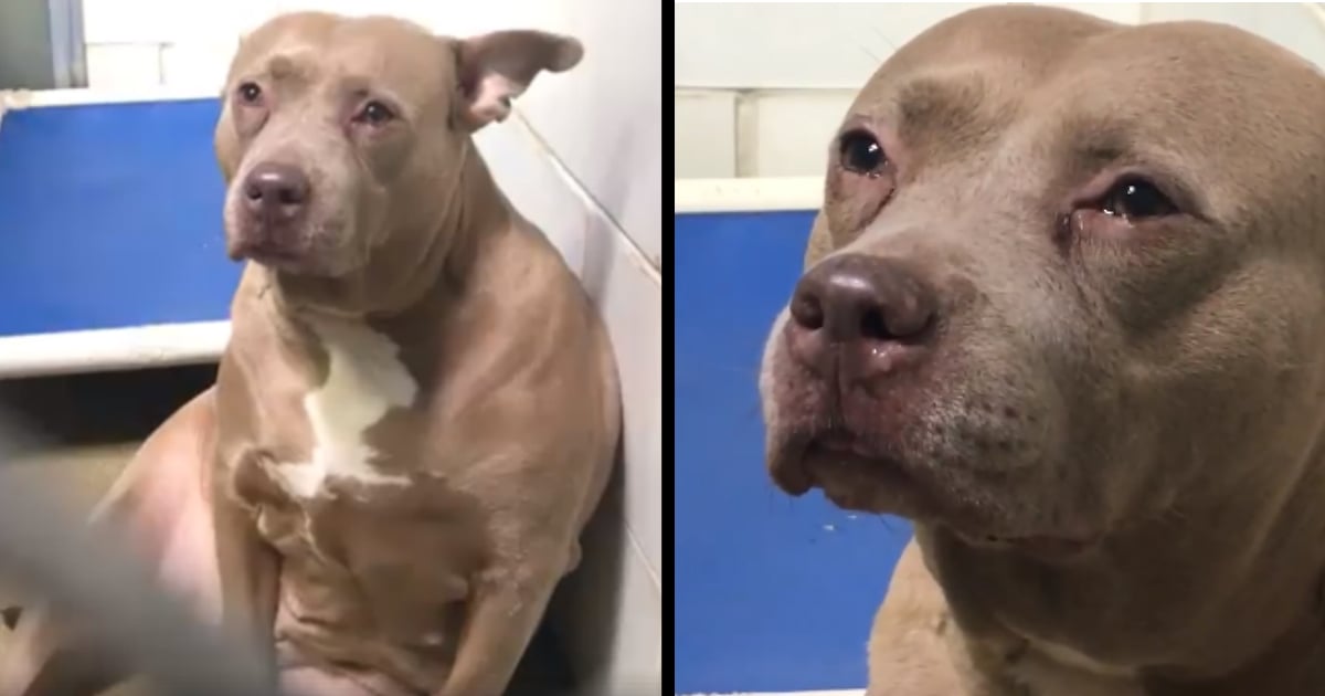 pit bull crying viral video