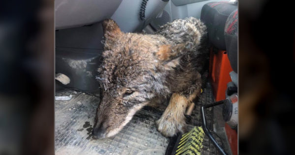 Wolf Mistaken For Dog Saved From Frozen River By Construction Workers