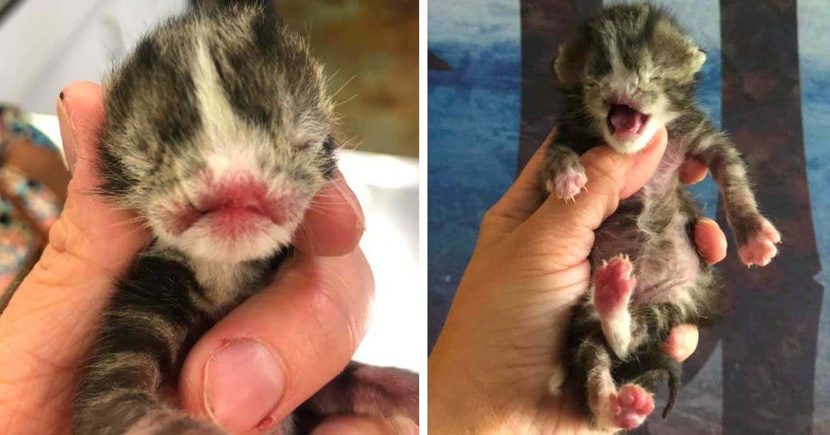 special needs kitten no nose voldemort inspiring animal rescue story
