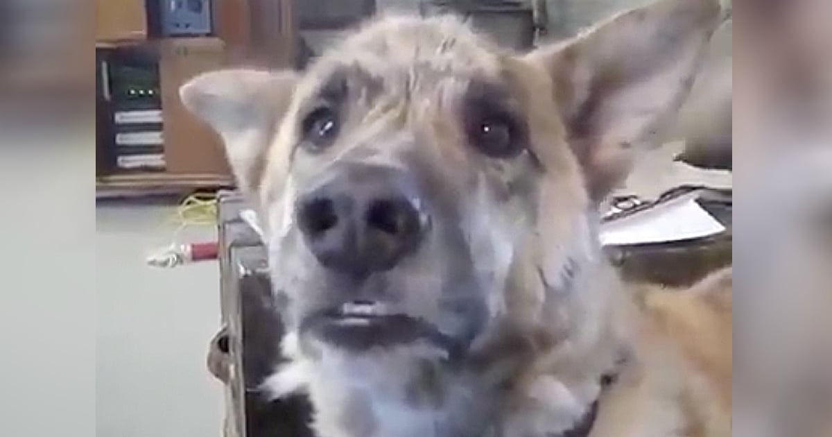 Talking Dog Bacon Video Story Will Make You Laugh