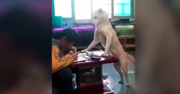 dad trains dog to supervise daughter doing homework