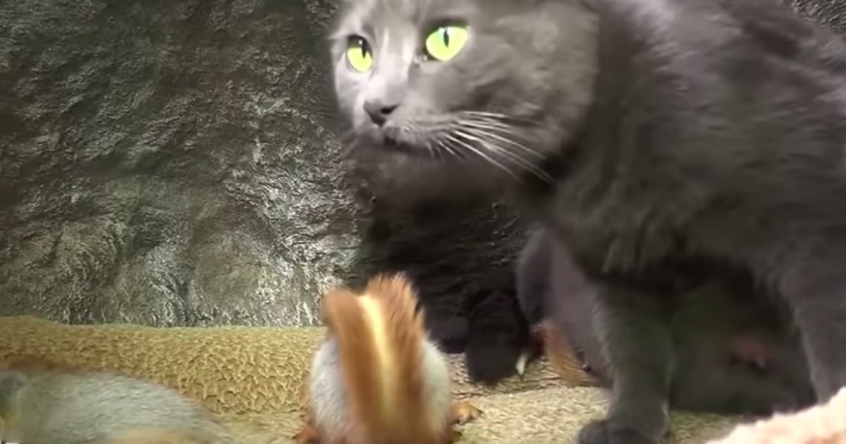 baby squirrels adopted by cat pusha