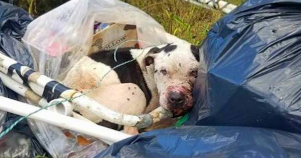 charlie the pit bull 2019 saved from trash dumpster